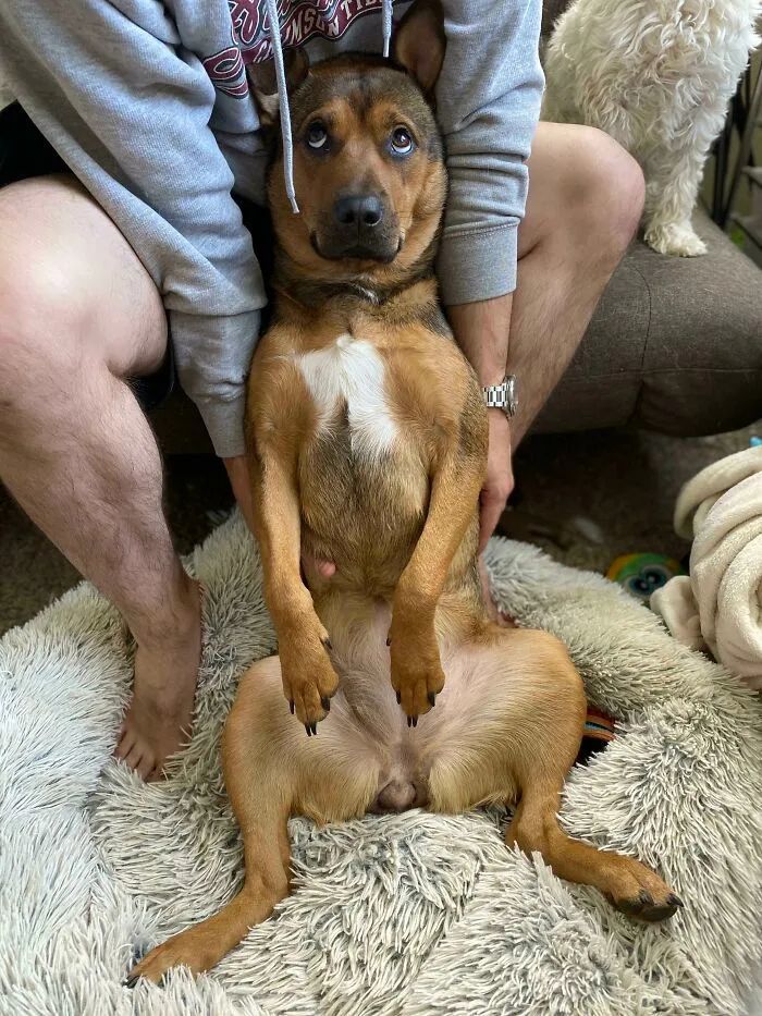 原来狗狗爱一个人时眼神是这样的