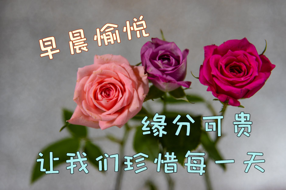 是你的走入让我感到幸福,把最美的祝福留给你,朋友,早安!