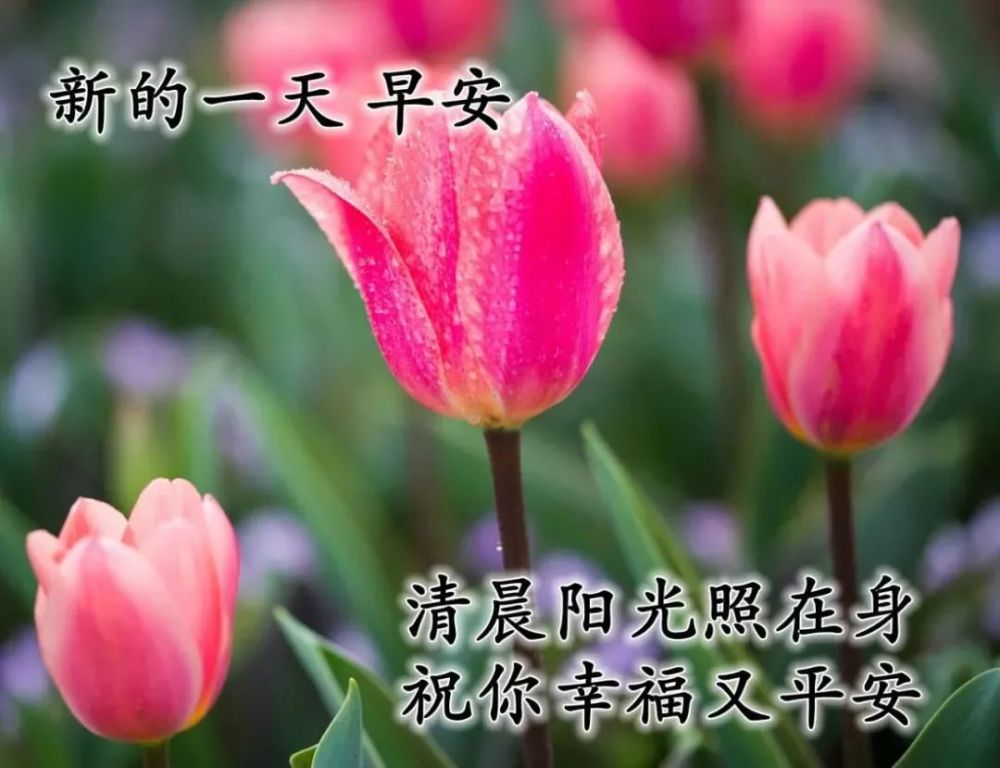 清晨漂亮風景早上好圖片免打字朋友圈早安問候祝福語