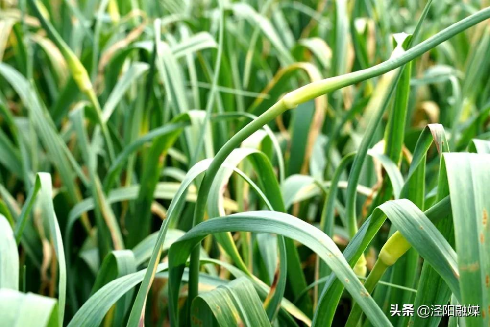 股浓浓的蒜香味扑面而来走近口镇长街村大蒜种植田又是一年蒜苔丰收时