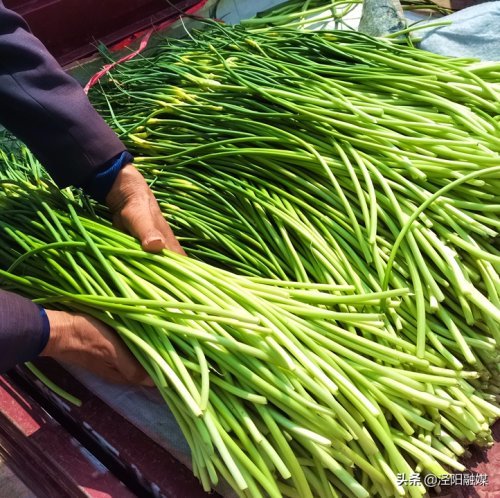 每斤5～6元,一亩地收入8000多元……泾阳口镇蒜苔正是丰收好时候!