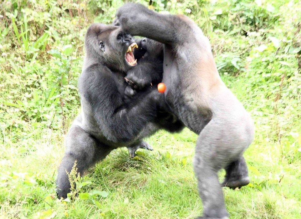 大猩猩打架捶胸动作下隐含的信息通过某一特定行为动作,或外在特征