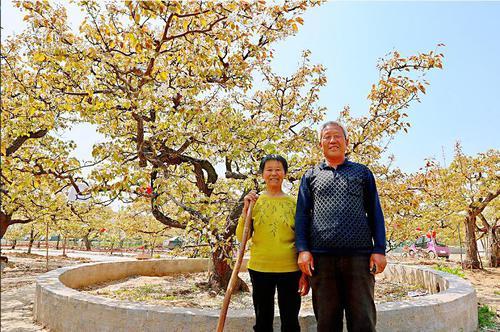 拍摄地点:商河县殷巷镇李桂芬村 拍摄内容:老梨树见证乡村巨变 古老的