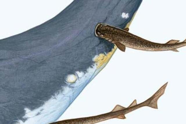 被称为"水下平头哥":这种鲨鱼敢攻击潜艇,美国曾深受其害