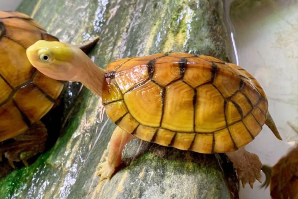 再过十年黄喉的价格还能迎来一个小高峰吗