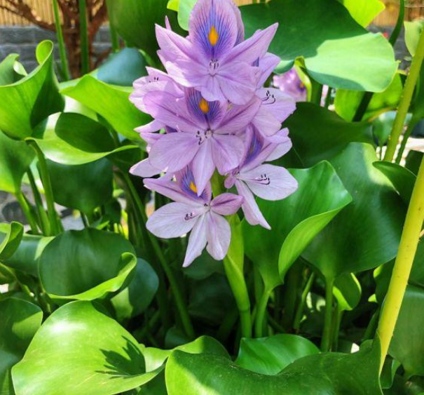 这4种花卉真好养 扔在水里就能活 腾讯新闻