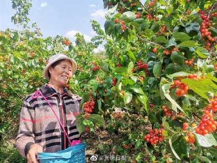 云南昆明赤鹫的樱桃红了