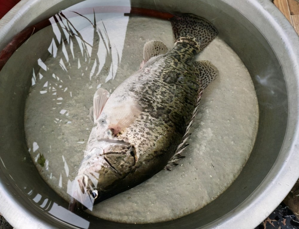 江西钓友水库钓获大鳜鱼,一条能值几百块,钓鱼人:真让人羡慕
