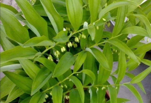 农村的山上有许多野生黄精你认识吗