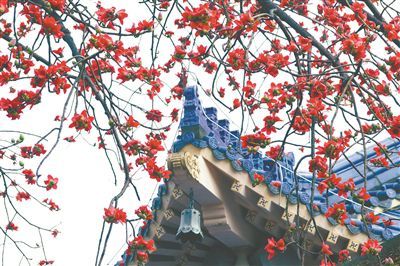 春日花城木棉花怒放 腾讯新闻