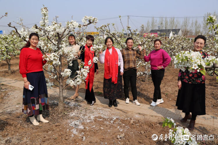 花開齊魯忽如一夜春風來濰坊安丘青雲小鎮梨花盛開靜待客來