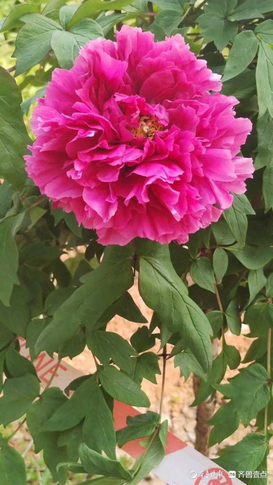 花开齐鲁袅娜如仙泉城公园花王牡丹唯美绽放壹粉赋诗表爱意