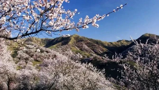 张家口市万全红色杏园春生态游 线路图:张家口市杏花沟万全城 线路