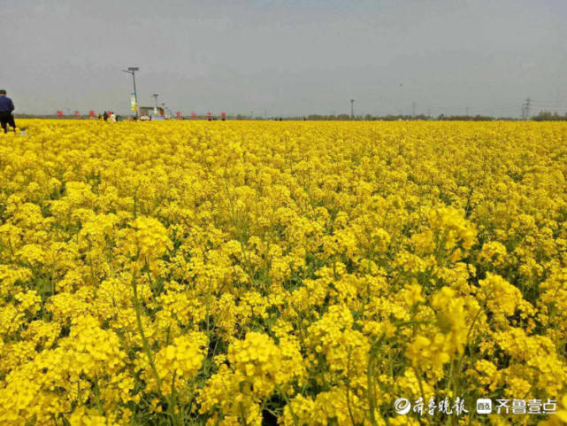 花开齐鲁美济南章丘平陵古城油菜花缤纷绽放浓郁花香惹人醉