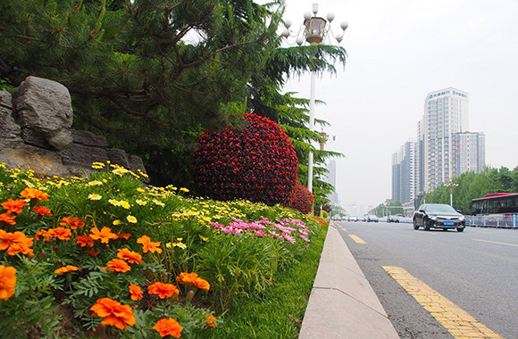 打造12条特色亮丽的景观大道,石家庄将对城市道路进行特色绿化工程
