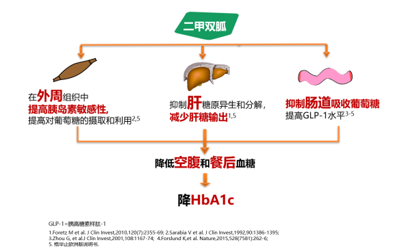 讲真服用二甲双胍真的会造成肝肾损伤吗