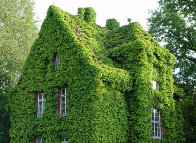 房子的外墙面,临街的墙面上,城市高架桥的立柱梁架上,都会爬满爬山虎