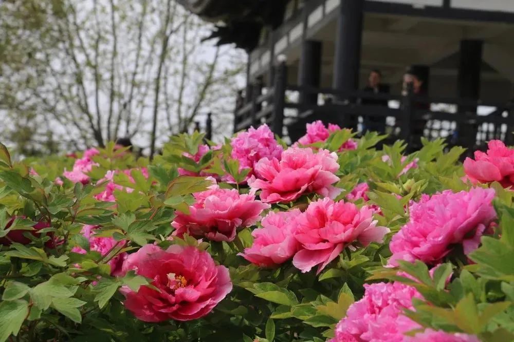 现在去看刚刚好济宁这2个牡丹园惊艳上线