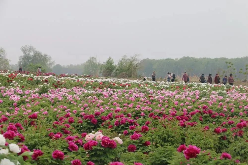 现在去看刚刚好济宁这2个牡丹园惊艳上线
