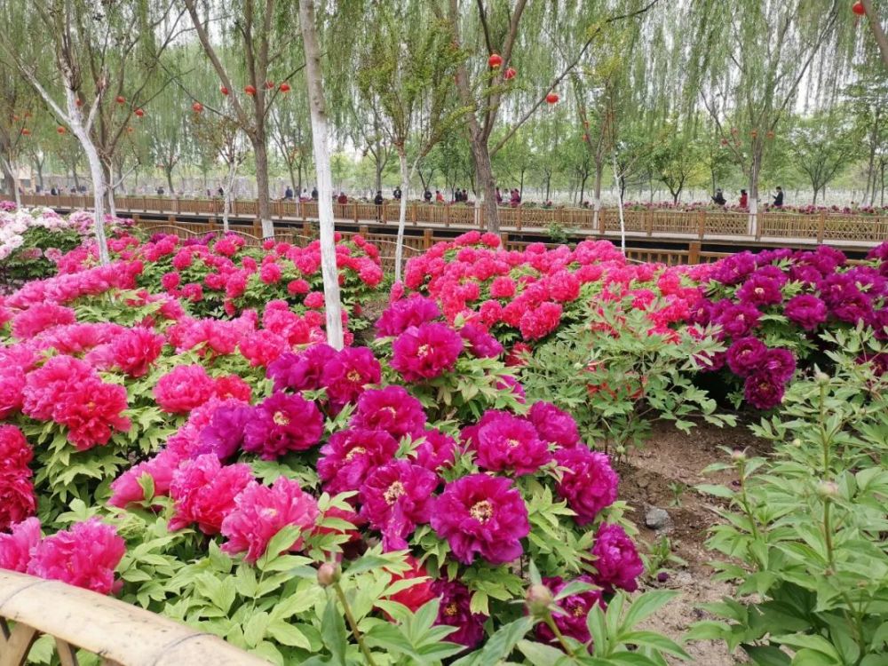 现在去看刚刚好济宁这2个牡丹园惊艳上线