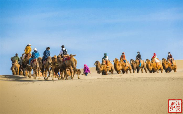 骆驼被誉为"沙漠之舟",丝绸之路上留下了它们阵阵的驼铃声.