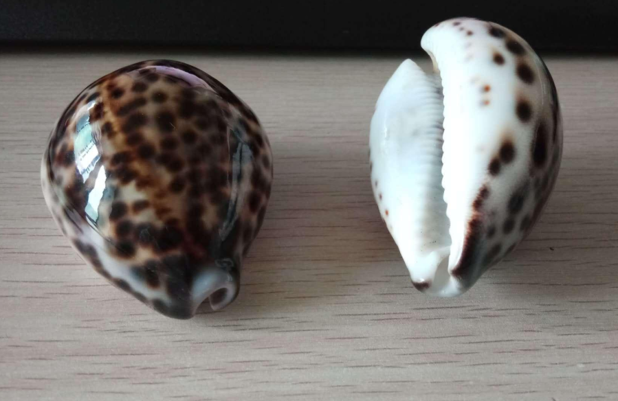 另外,也不是所有的贝壳都能够成为货币,要有一个种类的划分,比如说