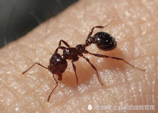 红火蚁位列最危险入侵物种 红火蚁是一种怎样的昆虫危害有多大？ 农业农村部等9个部门联合印发防控通知