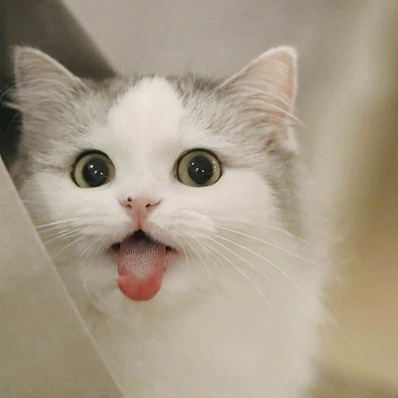 女生头像可爱小猫咪图片