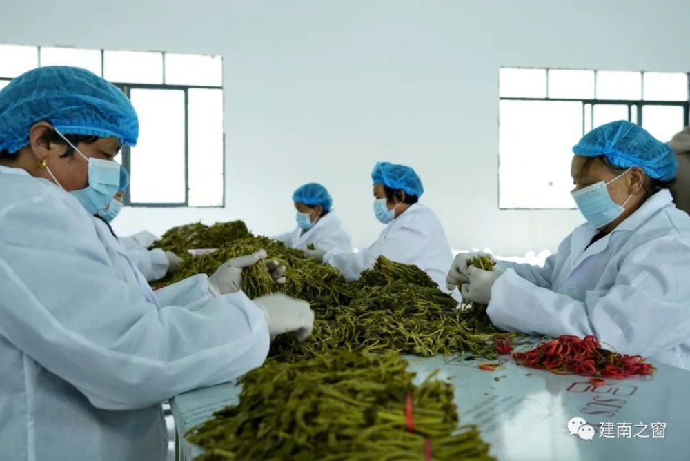 东西部协作项目建南香椿加工厂正式投产运营!