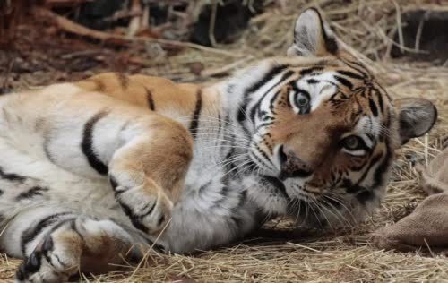 50年代湖南百虎围村事件 7年打死138只老虎 600斤虎王也未幸免 腾讯新闻