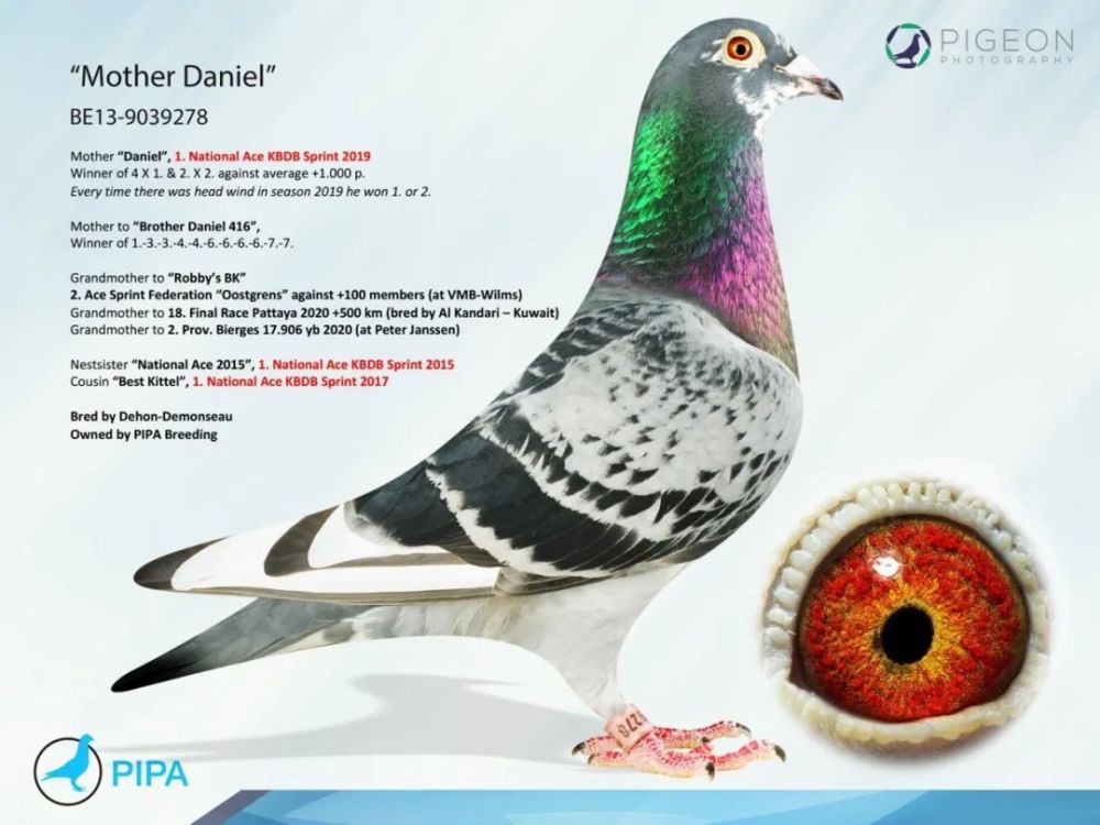 信鸽品系排行_从种猪谈到赛鸽品系的繁育