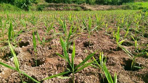 大姜苗期需要施肥吗?