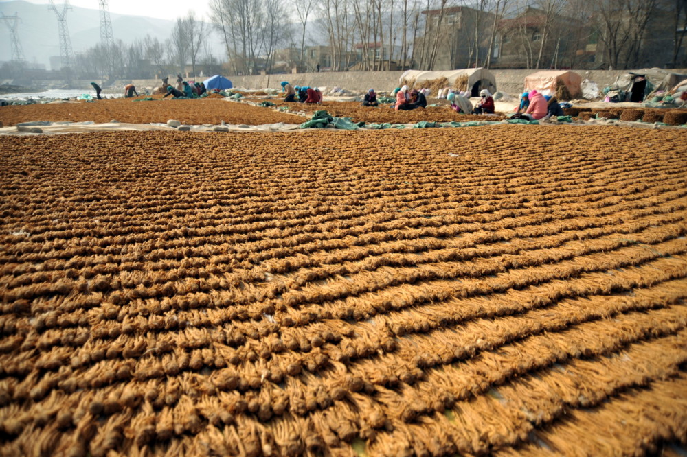 预计2023年暴涨的药材有哪些 2023年种什么药材最赚钱