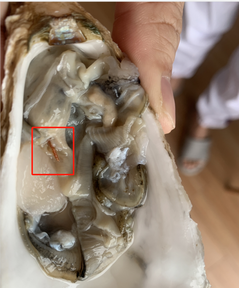 叮咚买菜被指螺蛳肉有白虫生蚝有蛆消费者再也不敢吃了