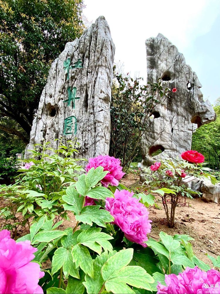 疑是洛川神女作 千娇万态破朝霞 南京古林公园牡丹花盛开了 腾讯新闻