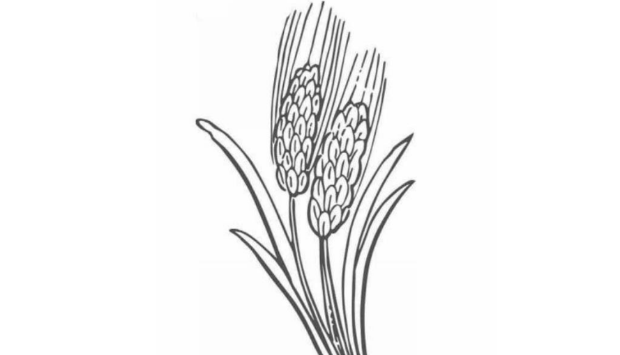 故事农夫种出双穗麦后意外走上人生巅峰邻居都变成他的仆人