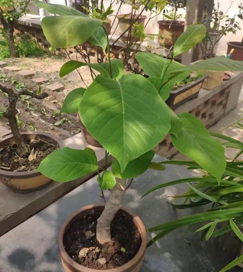 注意修剪细节,就可以在夏季不断地开花!|白玉兰|玉兰|白兰花|植株