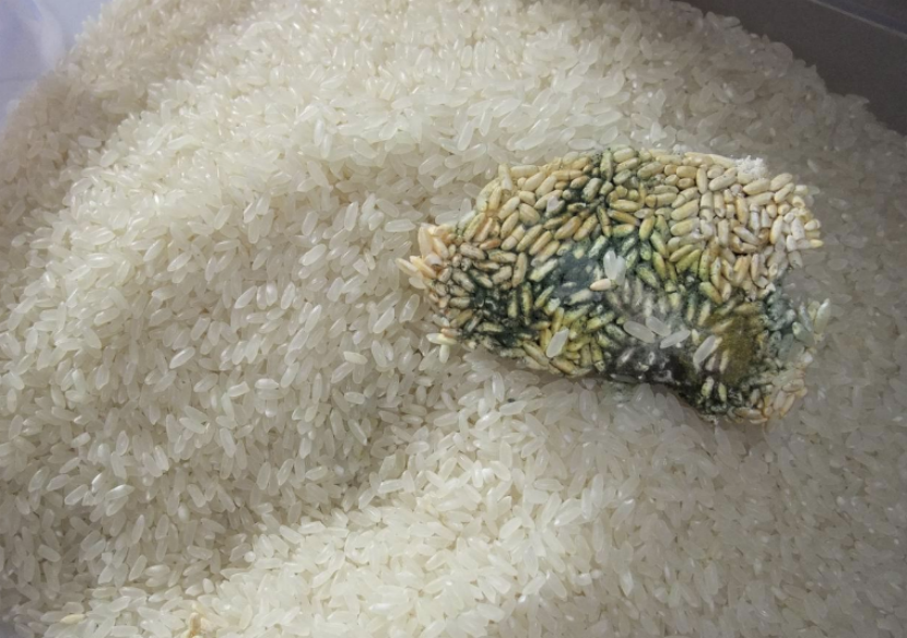 生活中,一些坚果或大米受潮之后,就很容易发霉.