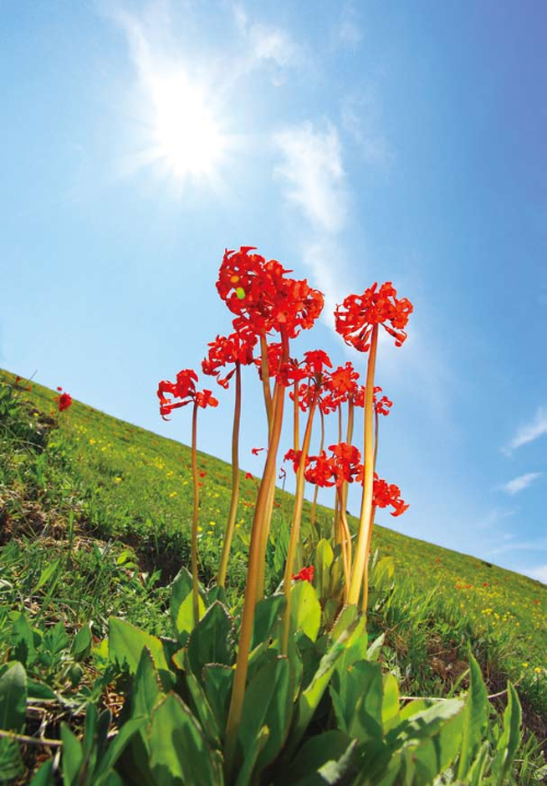 林草科普|靈山和百花山:野花天堂