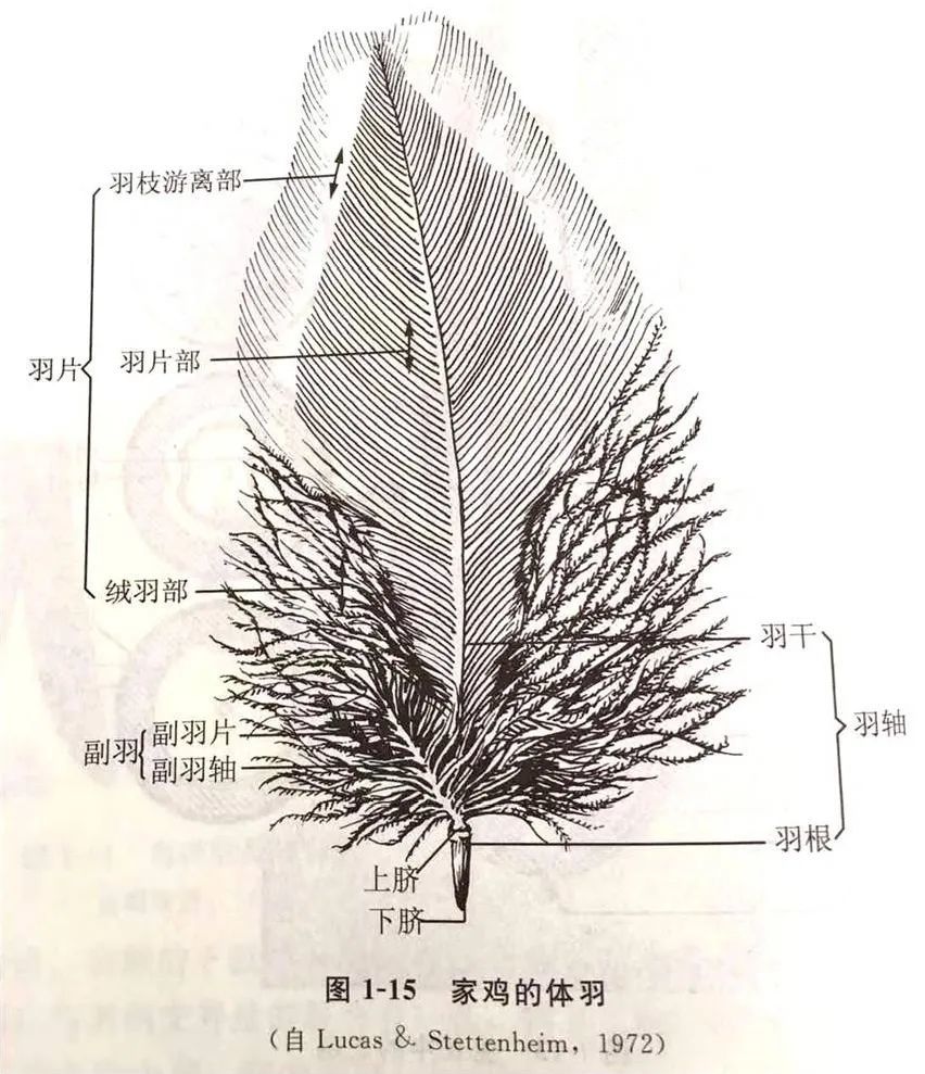 鸟类翅膀羽毛结构图解图片