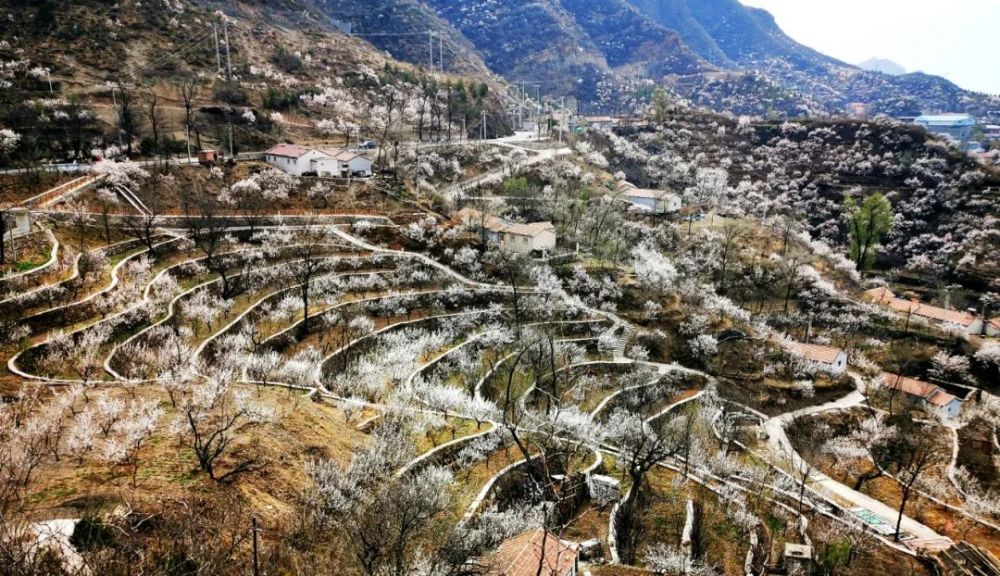 赏图时刻 门头沟雁翅大村 看山峦叠嶂杏花如雪 腾讯新闻