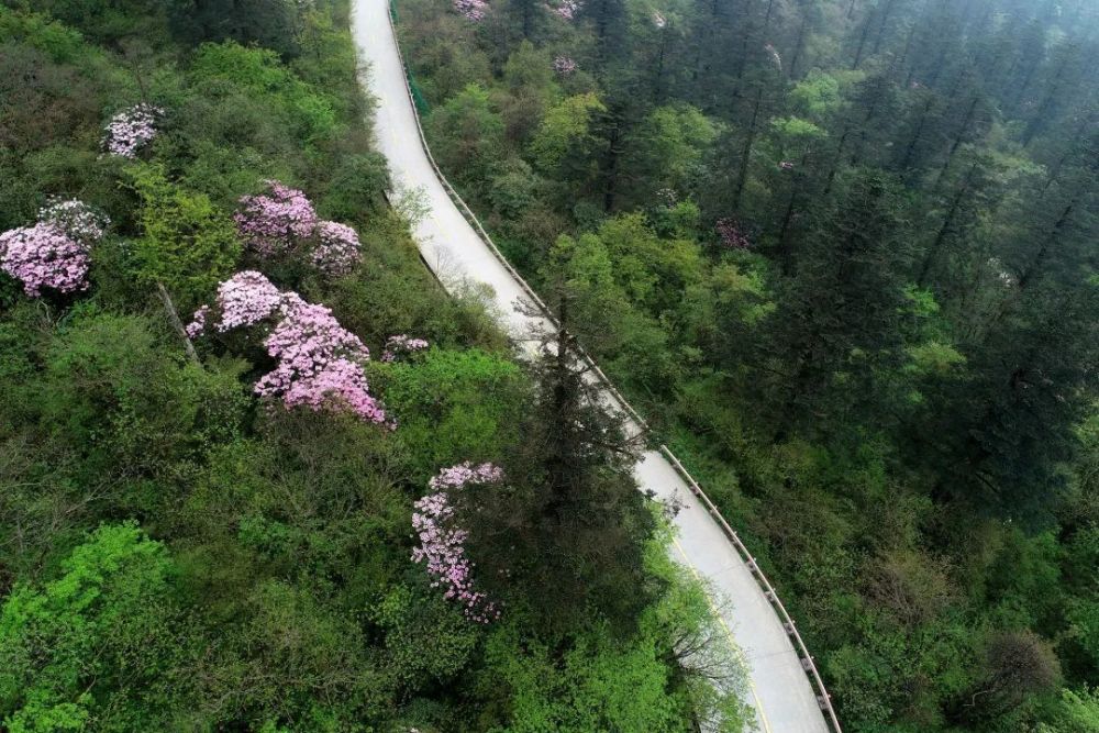 总是忍不住多看两眼迷了眼的锦绣山河万千色彩开在山间沿途花团锦簇