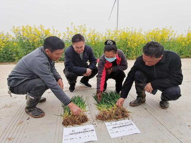 军研究员,董国靖研究员等与永城市农业农村局农技推广中心主任吕爱书