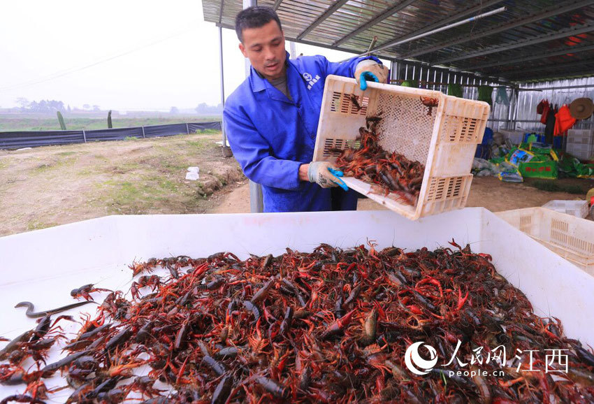 峰達水產養殖家庭農場的小龍蝦養殖基地,農民正在捕撈小龍蝦,搶鮮上市