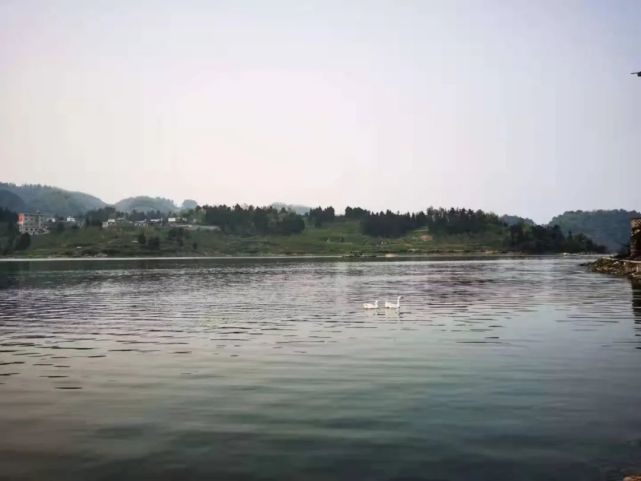 東風湖溼地公園——一行白鷺上青天|東風湖|溼地公園|習水縣|東風水庫