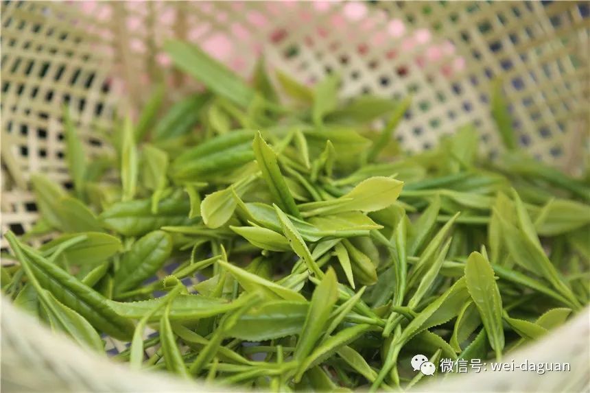 【cop15】历久弥香—大关翠华贡茶