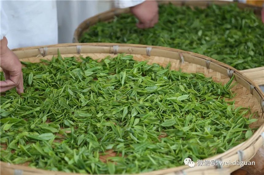 【cop15】历久弥香—大关翠华贡茶