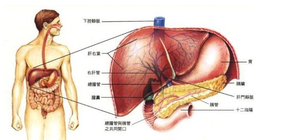 胆囊颈位置示意图图片