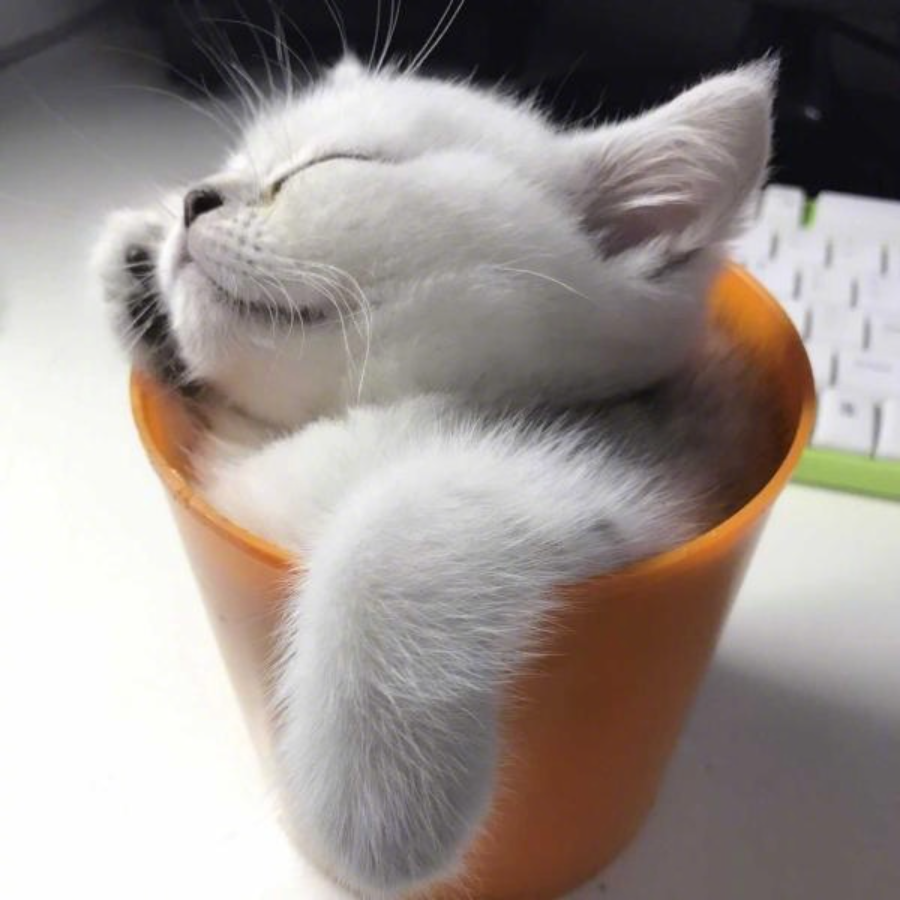 美白身体乳猫一杯的简单介绍