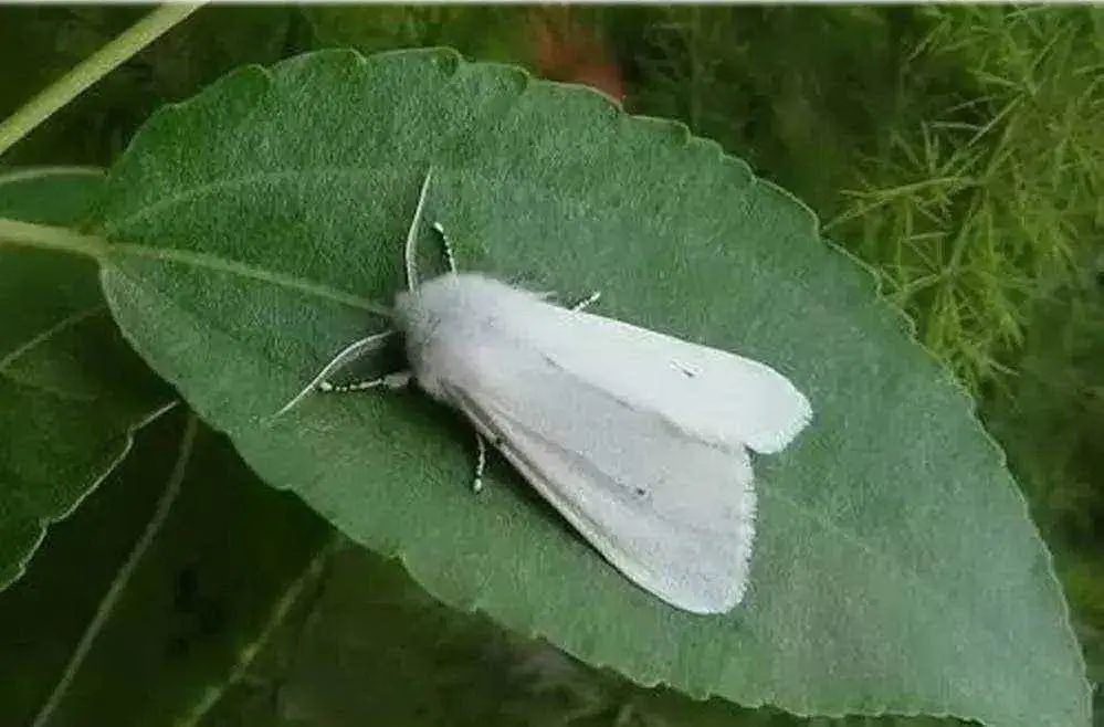关注定州将进行飞机撒药防治美国白蛾具体时间重点区域